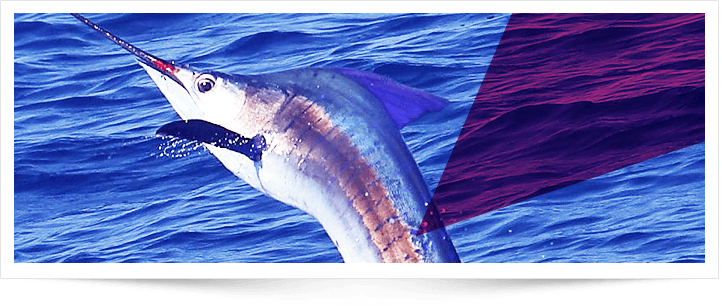 Guatemala-Grander-blue marlin-striped marlin-sailfish